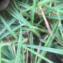 Zoysia pacifica