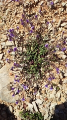 Chaenorhinum origanifolium