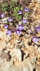 Chaenorhinum origanifolium