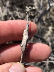 Neolasioptera willistoni