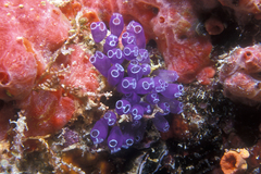 Clavelina puertosecensis