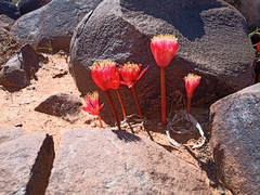 Haemanthus barkerae