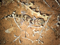 Chondrodactylus angulifer