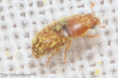 Meligethinus pallidulus