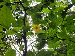 Pavonia sepium
