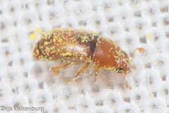Meligethinus pallidulus