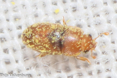 Meligethinus pallidulus