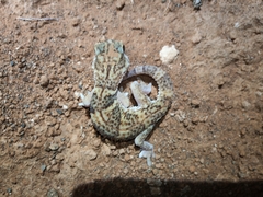 Chondrodactylus angulifer