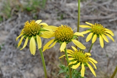 Tetragonotheca repanda