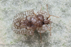 Hyalochiton colpochilus