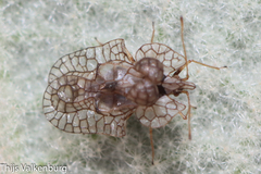 Hyalochiton colpochilus