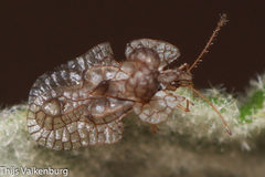Hyalochiton colpochilus