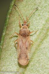 Cysteochila
