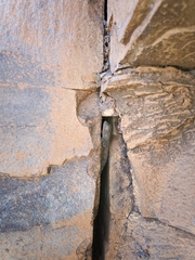 Pachydactylus kladaroderma