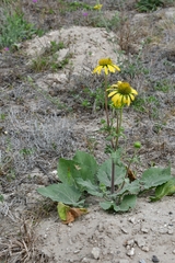 Tetragonotheca repanda