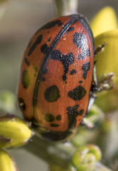 Gonioctena variabilis