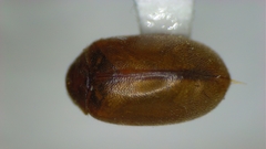 Contacyphon variabilis