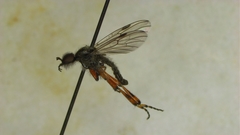 Bibio xanthopus