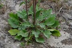 Tetragonotheca repanda