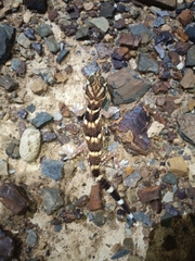 Chondrodactylus angulifer