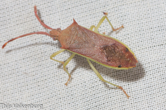 Plinachtus imitator