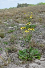 Tetragonotheca repanda