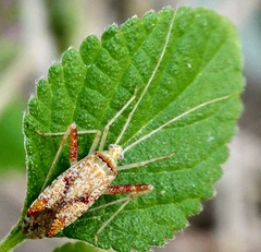 Phytocoris rufoscriptus