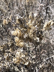 Neolasioptera willistoni