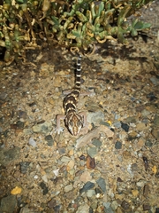Chondrodactylus angulifer