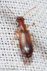 Paradromius