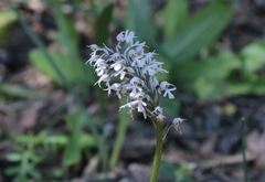 Neotinea conica