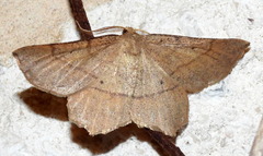 Euchlaena marginaria
