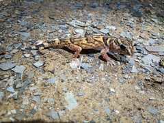 Chondrodactylus angulifer