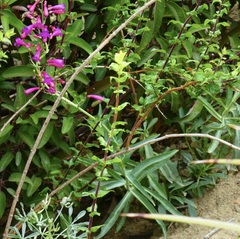 Penstemon × parishii
