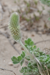 Dalea obovata