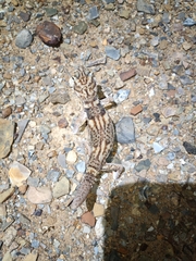 Chondrodactylus angulifer