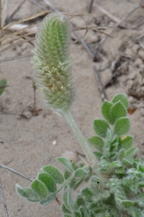 Dalea obovata