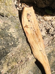 Formicidae
