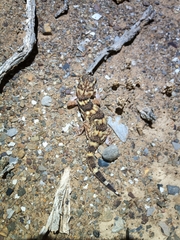 Chondrodactylus angulifer