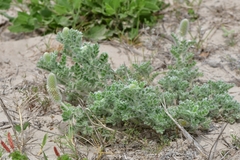 Dalea obovata
