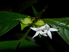 Faramea guianensis
