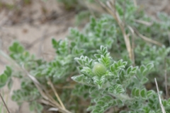 Dalea obovata