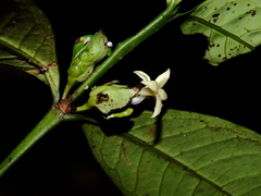 Faramea guianensis