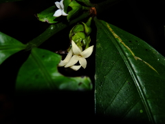 Faramea guianensis