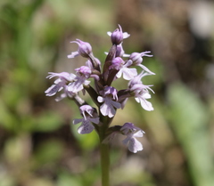 Neotinea conica