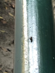 Formicidae