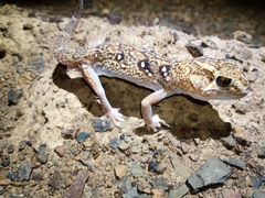 Chondrodactylus angulifer