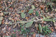 Opuntia drummondii