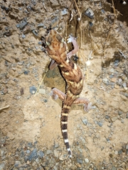 Chondrodactylus angulifer