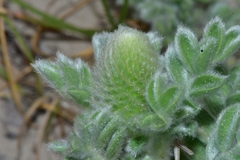 Dalea obovata